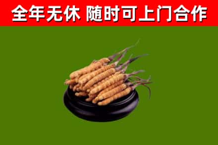 清苑回收冬虫夏草